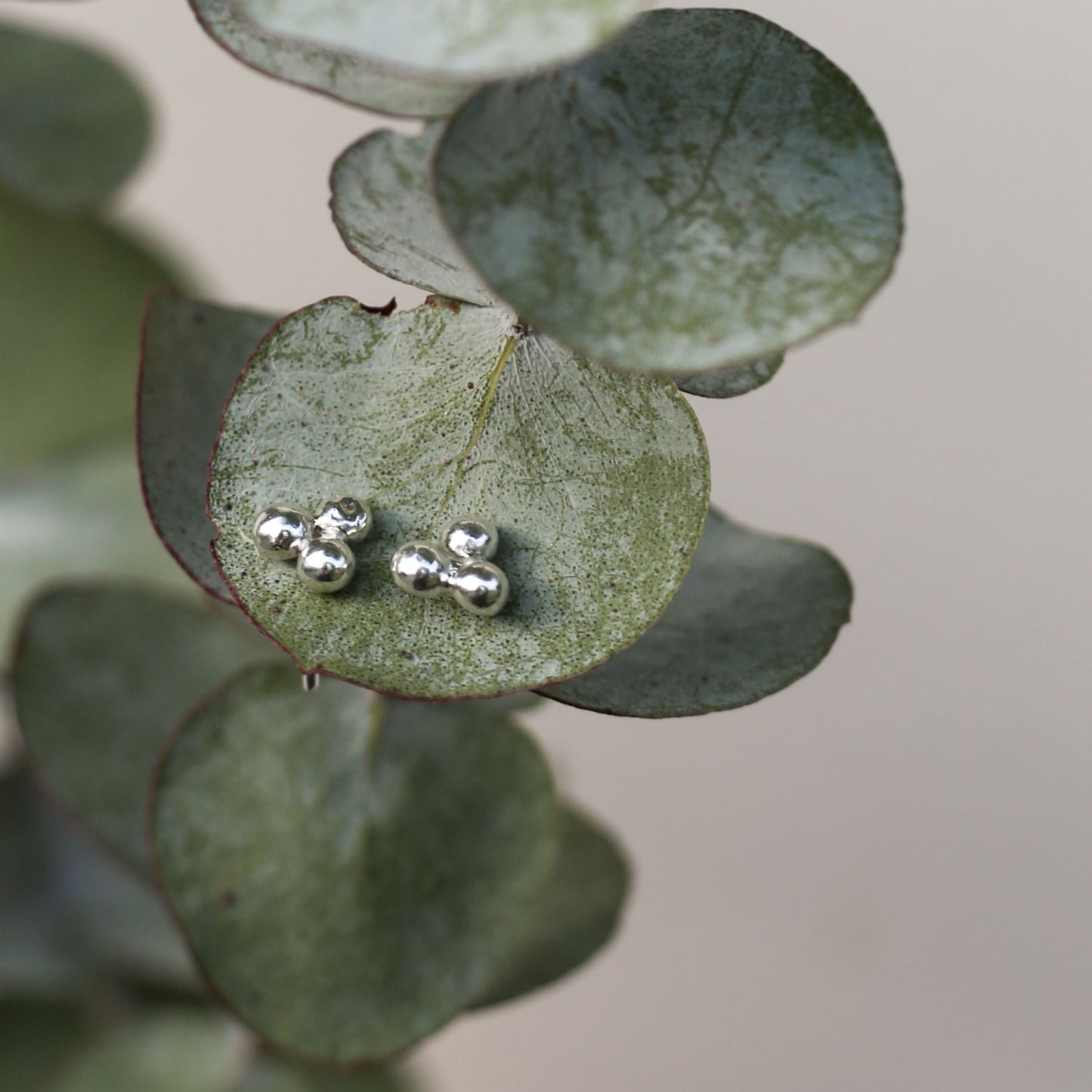 Clover Stud